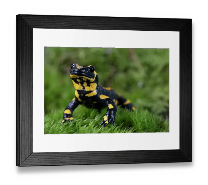Framed Print : Fire salamander (Salamandra salamandra) portrait, Hallerbos, Belgium. November Framed Print : Fire salamander (Salamandra salamandra) portrait, Hallerbos, Belgium. November