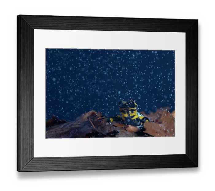Framed Print : Fire salamander (Salamandra salamandra) in rain, portrait, Hallerbos, Belgium. November Framed Print : Fire salamander (Salamandra salamandra) in rain, portrait, Hallerbos, Belgium. November