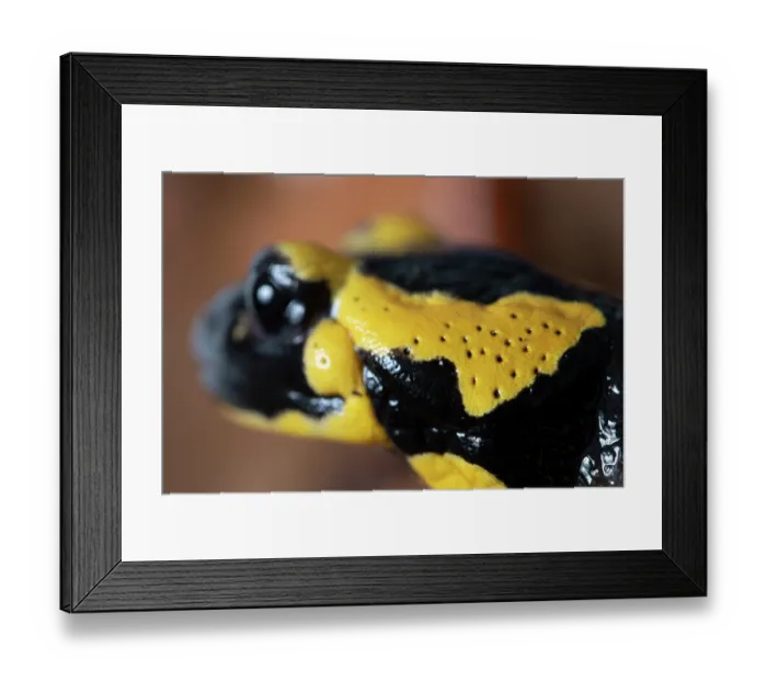 Framed Print : Fire salamander (Salamandra salamandra) head portrait, with poison glands behind the eyes, Hallerbos, Belgium. November Framed Print : Fire salamander (Salamandra salamandra) head portrait, with poison glands behind the eyes, Hallerbos, Belgium. November