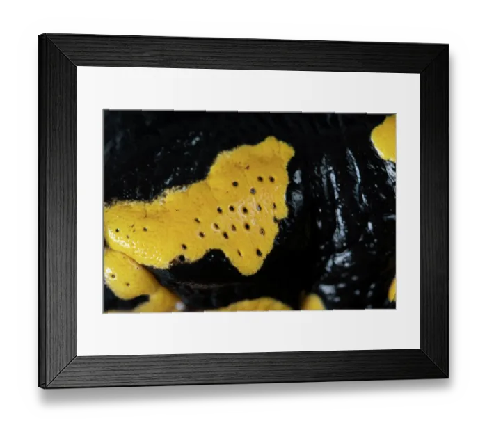 Framed Print : Fire salamander (Salamandra salamandra) close up showing with poison glands behind the eyes, Hallerbos, Belgium. November Framed Print : Fire salamander (Salamandra salamandra) close up showing with poison glands behind the eyes, Hallerbos, Belgium. November