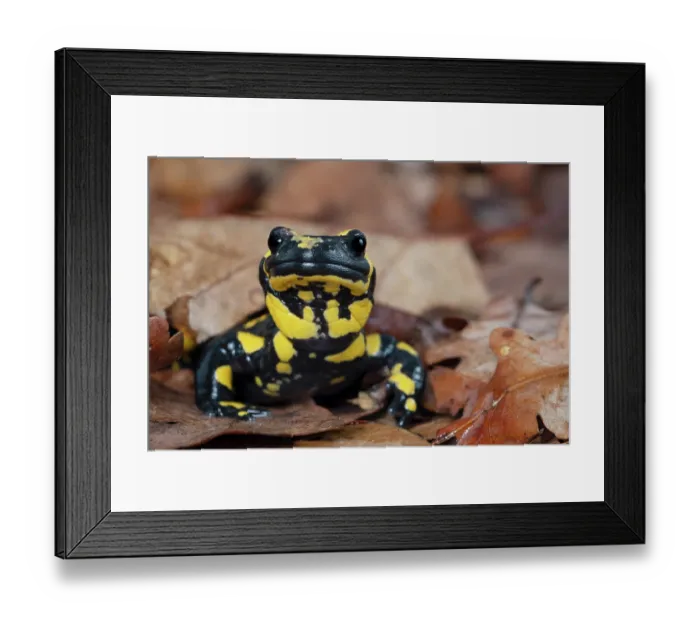 Framed Print : Fire salamander (Salamandra salamandra) among dried leaves, portrait, Hallerbos, Belgium. November Framed Print : Fire salamander (Salamandra salamandra) among dried leaves, portrait, Hallerbos, Belgium. November