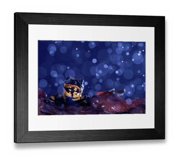 Framed Print : Fire salamander (Salamandra salamandra) in rain, portrait, Hallerbos, Belgium. November Framed Print : Fire salamander (Salamandra salamandra) in rain, portrait, Hallerbos, Belgium. November