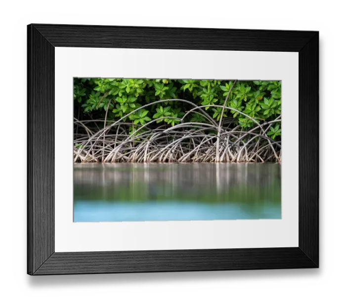 Framed Print : Red mangrove (Rhizophora mangle) roots and lower tree foliage during low tide, Jan-Kok bay, Curacao, Dutch Caribbean Framed Print : Red mangrove (Rhizophora mangle) roots and lower tree foliage during low tide, Jan-Kok bay, Curacao, Dutch Caribbean