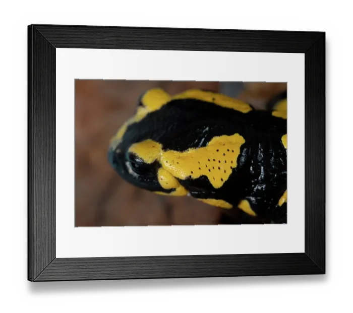 Framed Print : Fire salamander (Salamandra salamandra) head portrait, with poison glands behind the eyes, Hallerbos, Belgium. November Framed Print : Fire salamander (Salamandra salamandra) head portrait, with poison glands behind the eyes, Hallerbos, Belgium. November