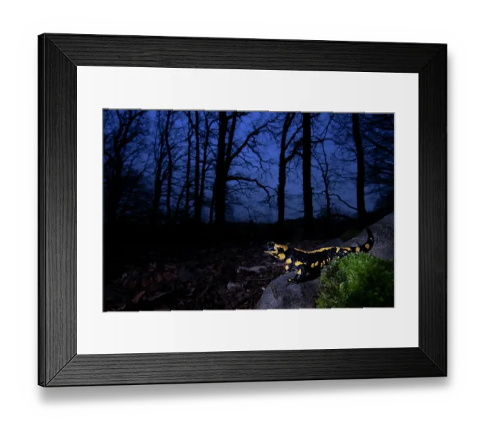 Framed Print : Fire salamander (Salamandra salamandra) in woodland at night, Hallerbos, Belgium. November Framed Print : Fire salamander (Salamandra salamandra) in woodland at night, Hallerbos, Belgium. November