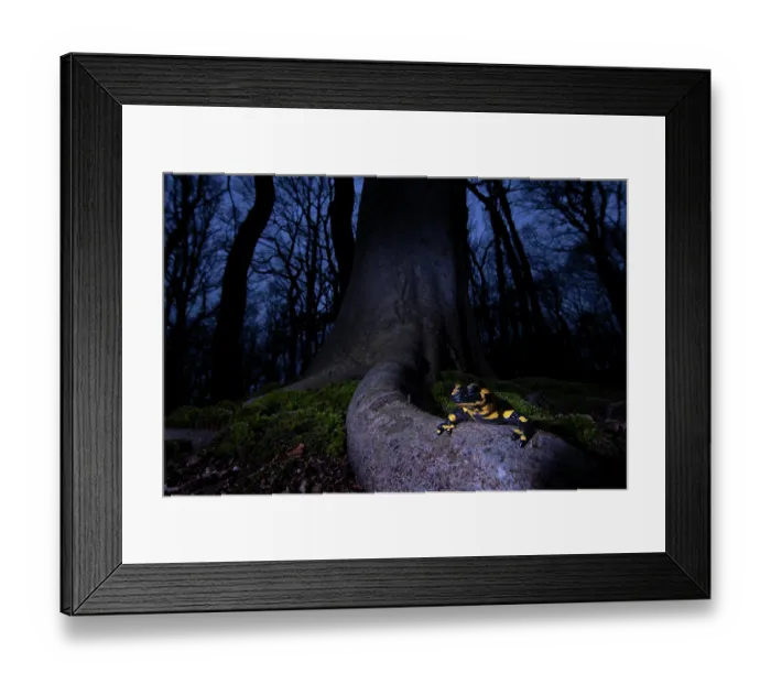 Framed Print : Fire salamander (Salamandra salamandra) in woodland at night, Hallerbos, Belgium. November Framed Print : Fire salamander (Salamandra salamandra) in woodland at night, Hallerbos, Belgium. November