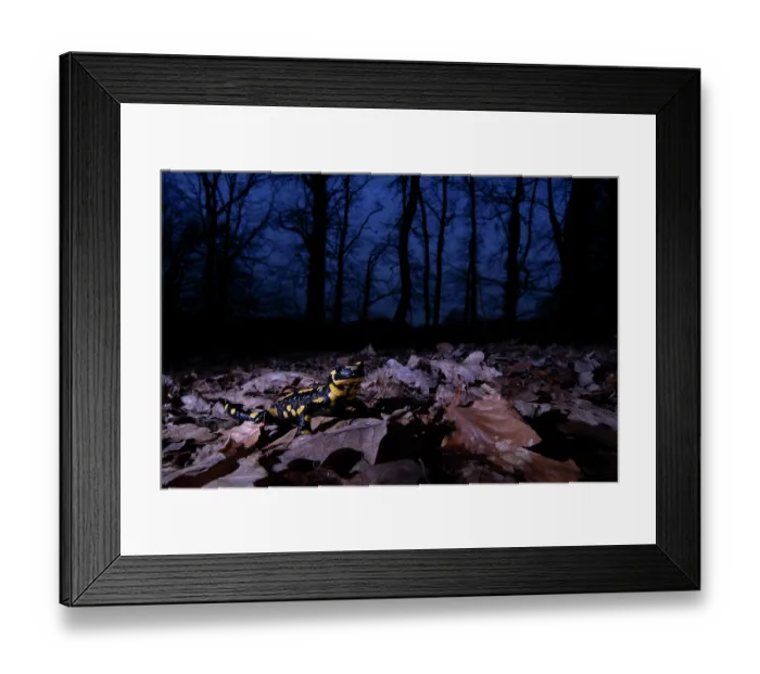 Framed Print : Fire salamander (Salamandra salamandra) in woodland at night, Hallerbos, Belgium. November Framed Print : Fire salamander (Salamandra salamandra) in woodland at night, Hallerbos, Belgium. November