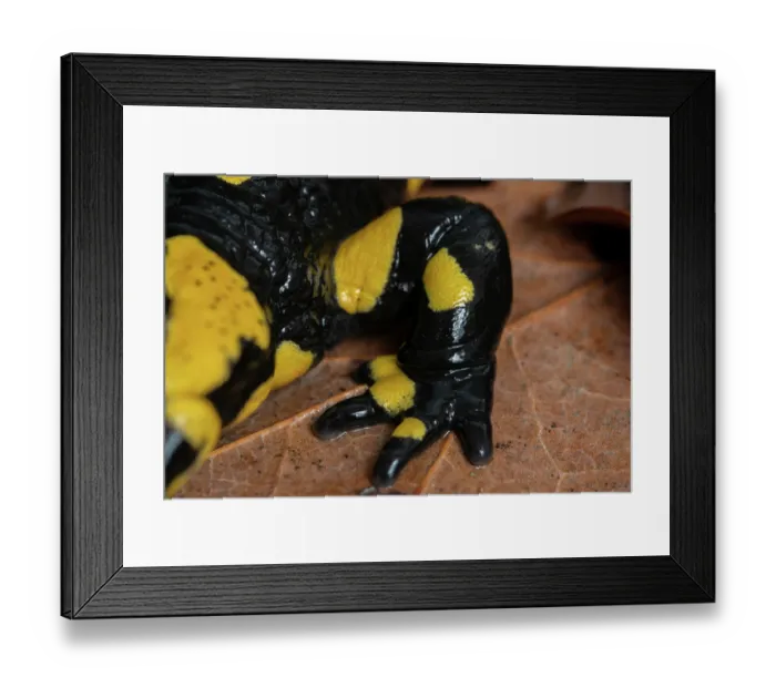 Framed Print : Fire salamander (Salamandra salamandra) foot detail, Hallerbos, Belgium. November