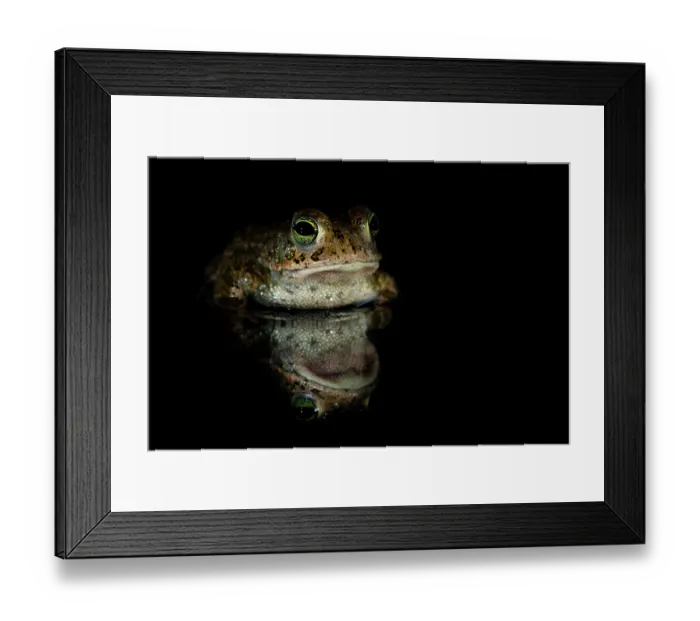 Framed Print : Natterjack toad (Epidalea calamita) at night, portrait, Millingerwaard, The Netherlands. April Framed Print : Natterjack toad (Epidalea calamita) at night, portrait, Millingerwaard, The Netherlands. April