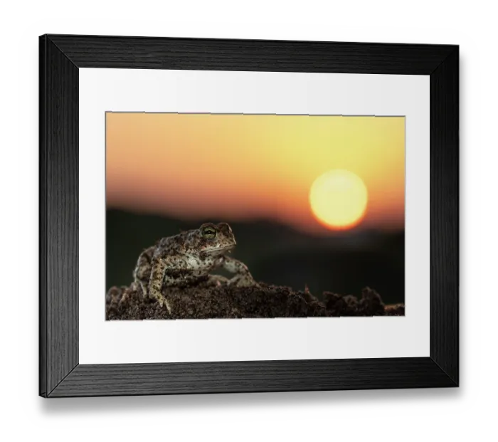 Framed Print : Natterjack toad (Epidalea calamita) at sunset, portrait, Nijmegen The Netherlands. April