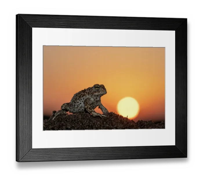 Framed Print : Natterjack toad (Epidalea calamita) at sunset, portrait, Nijmegen The Netherlands. April Framed Print : Natterjack toad (Epidalea calamita) at sunset, portrait, Nijmegen The Netherlands. April