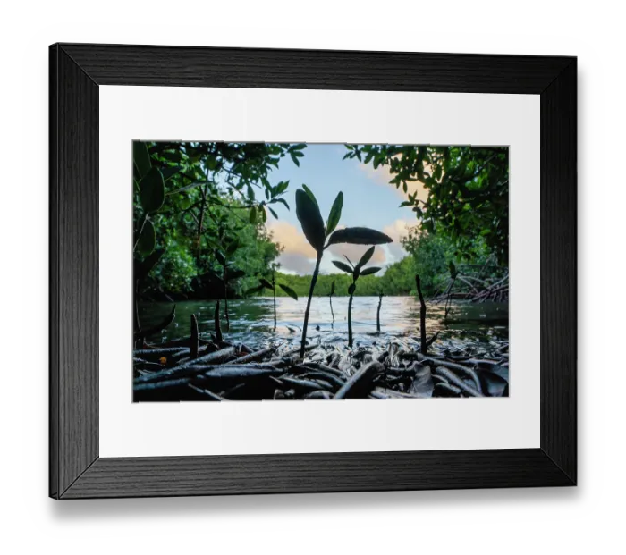 Framed Print : Red mangrove (Rhizophora mangle) seedling surrounded by settled and unsettled propagules, with adult mangroves in the background, showcasing all lifestages, Santa Cruz Bay Framed Print : Red mangrove (Rhizophora mangle) seedling surrounded by settled and unsettled propagules, with adult mangroves in the background, showcasing all lifestages, Santa Cruz Bay