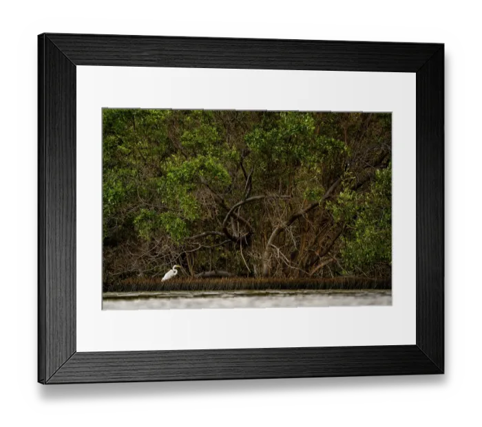 Framed Print : RF - Great egret (Ardea alba) wading between the aerial roots of Black mangroves (Avicennia germinans) at sunset, Spanish lagoon, Aruba Framed Print : RF - Great egret (Ardea alba) wading between the aerial roots of Black mangroves (Avicennia germinans) at sunset, Spanish lagoon, Aruba