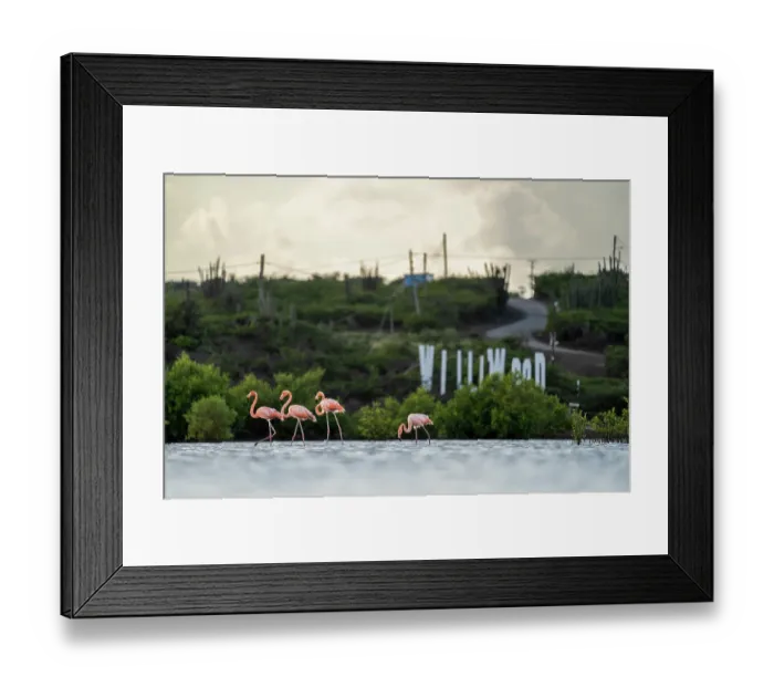 Framed Print : American flamingos (Phoenicopterus ruber) foraging in shallow water infront of St. Willibrordus sign and road, Jan-Kok, Curacao, Dutch Caribbean Framed Print : American flamingos (Phoenicopterus ruber) foraging in shallow water infront of St. Willibrordus sign and road, Jan-Kok, Curacao, Dutch Caribbean