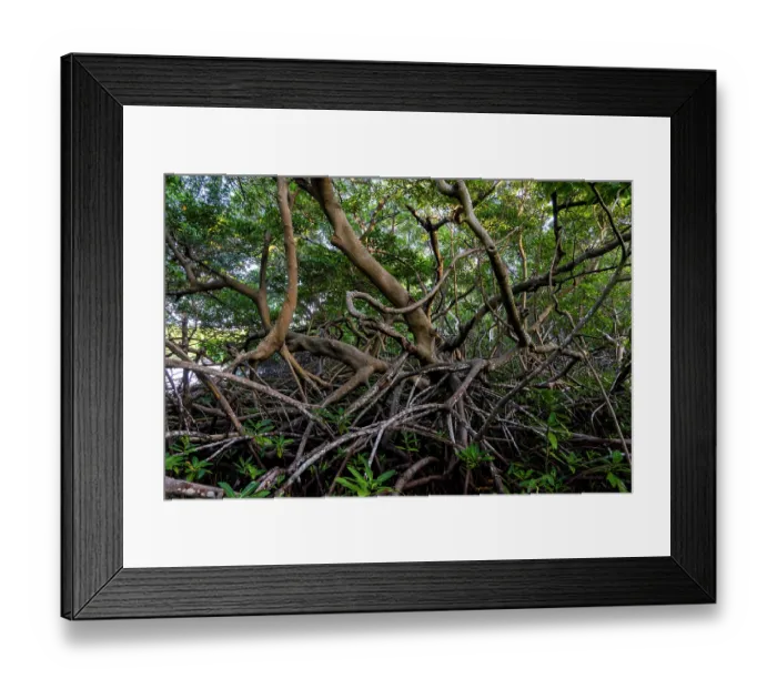 Framed Print : Red mangrove tree (Rhizophora mangle) and aerial roots at low tide, Spanish Lagoon, Aruba Framed Print : Red mangrove tree (Rhizophora mangle) and aerial roots at low tide, Spanish Lagoon, Aruba