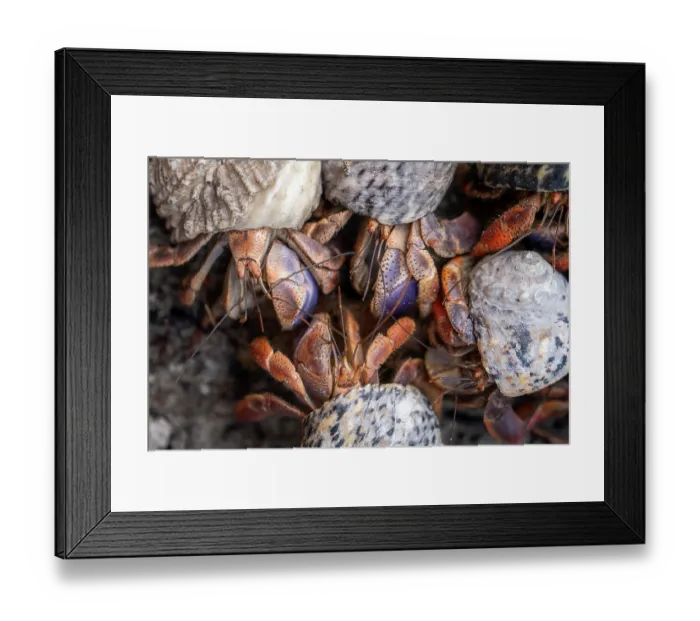 Framed Print : Group of Caribbean hermit crabs (Coenobita clypeatus) portrait, Curacao, Dutch Caribbean Framed Print : Group of Caribbean hermit crabs (Coenobita clypeatus) portrait, Curacao, Dutch Caribbean