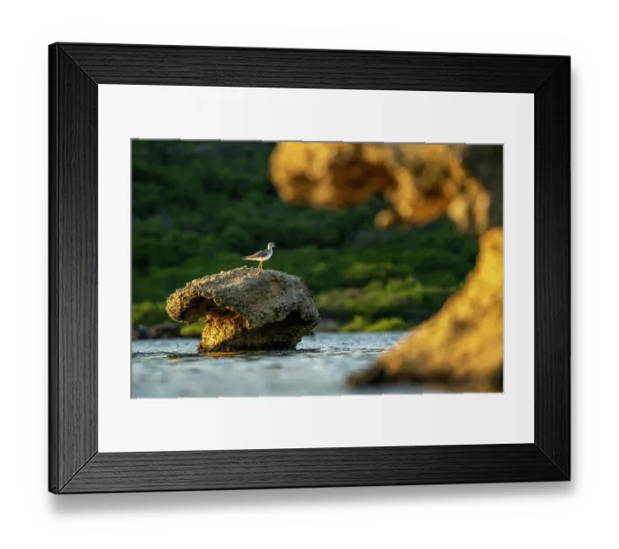 Framed Print : Lesser yellowlegs (Tringa flavipes) perched on top of a eroded rock in water, Salina Sint Michiel, Curacao, Dutch Caribbean Framed Print : Lesser yellowlegs (Tringa flavipes) perched on top of a eroded rock in water, Salina Sint Michiel, Curacao, Dutch Caribbean