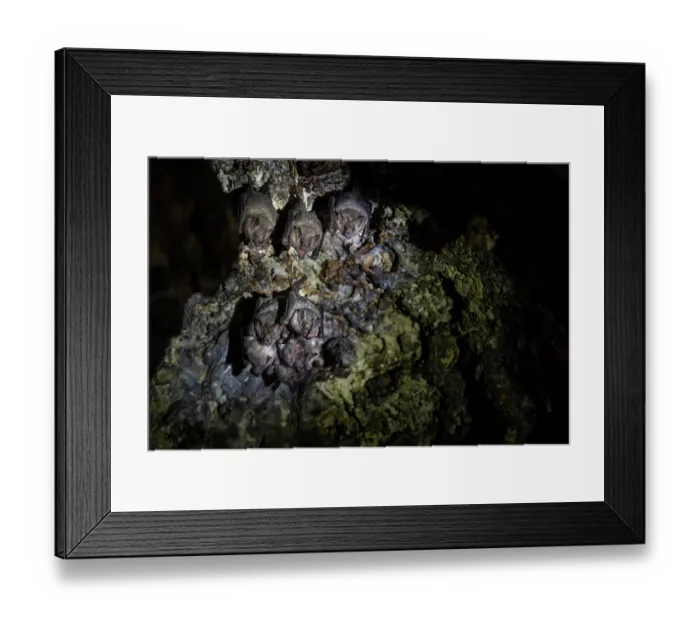 Framed Print : Group of Miller's long-tongued bats (Glossophaga longirostris) roosting in cave, Hato caves, Curacao, Dutch Caribbean Framed Print : Group of Miller's long-tongued bats (Glossophaga longirostris) roosting in cave, Hato caves, Curacao, Dutch Caribbean