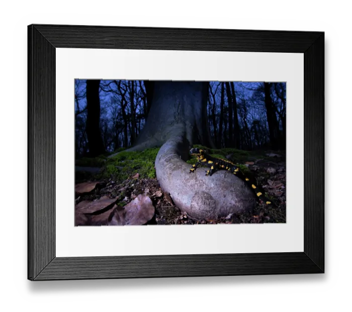 Framed Print : Fire salamander (Salamandra salamandra) in woodland at night, Hallerbos, Belgium. November Framed Print : Fire salamander (Salamandra salamandra) in woodland at night, Hallerbos, Belgium. November