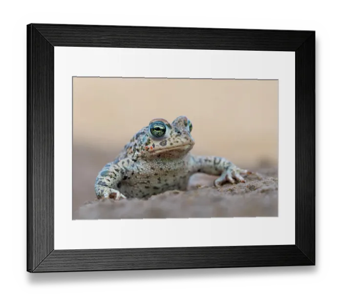 Framed Print : Natterjack toad (Epidalea calamita) portrait, Millingerwaard, The Netherlands. April Framed Print : Natterjack toad (Epidalea calamita) portrait, Millingerwaard, The Netherlands. April