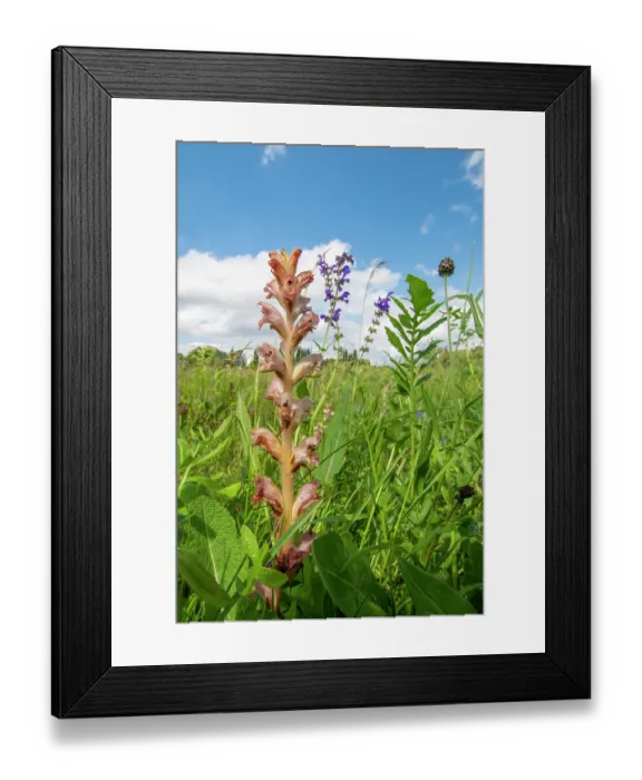 Framed Print : Clove-scented broomrape (Orobanche caryophyllacea) flowering, Nijmegen, The Netherlands. May Framed Print : Clove-scented broomrape (Orobanche caryophyllacea) flowering, Nijmegen, The Netherlands. May