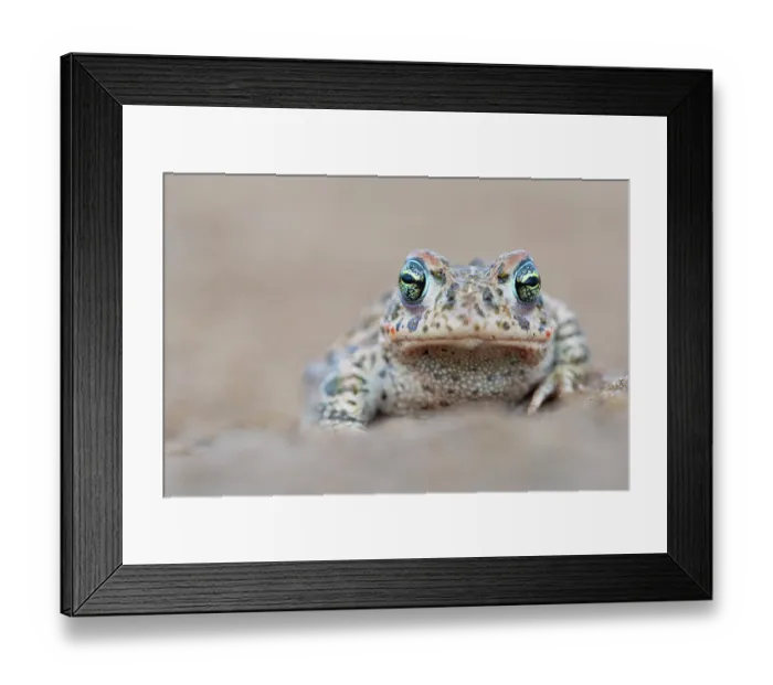 Framed Print : Natterjack toad (Epidalea calamita) portrait, Millingerwaard, The Netherlands. April Framed Print : Natterjack toad (Epidalea calamita) portrait, Millingerwaard, The Netherlands. April