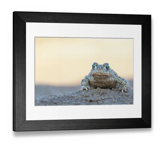 Framed Print : Natterjack toad (Epidalea calamita) portrait, Millingerwaard, The Netherlands. April Framed Print : Natterjack toad (Epidalea calamita) portrait, Millingerwaard, The Netherlands. April