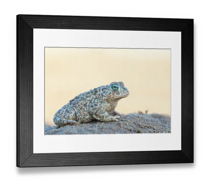 Framed Print : Natterjack toad (Epidalea calamita) portrait, Millingerwaard, The Netherlands. April Framed Print : Natterjack toad (Epidalea calamita) portrait, Millingerwaard, The Netherlands. April