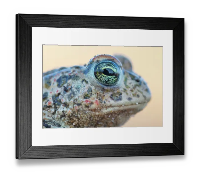Framed Print : Natterjack toad (Epidalea calamita) head portrait, Millingerwaard, The Netherlands. April