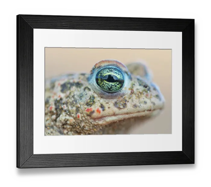 Framed Print : Natterjack toad (Epidalea calamita) head portrait, Millingerwaard, The Netherlands. April Framed Print : Natterjack toad (Epidalea calamita) head portrait, Millingerwaard, The Netherlands. April