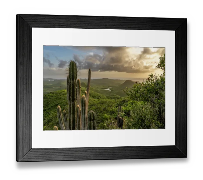 Framed Print : Peruvian apple cactus (Cereus peruvianus) with view of Santa Cruz bay in the background at sunset, Curacao, Dutch Caribbean Framed Print : Peruvian apple cactus (Cereus peruvianus) with view of Santa Cruz bay in the background at sunset, Curacao, Dutch Caribbean