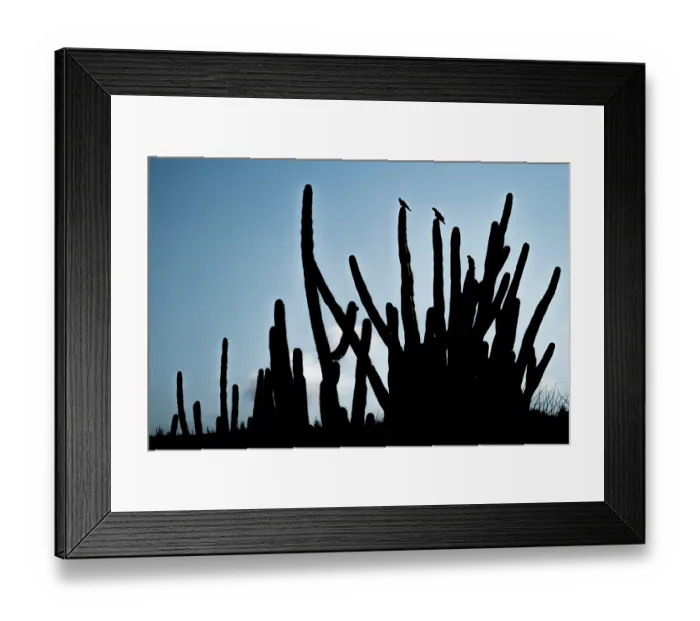 Framed Print : Three Yellow-shouldered amazons (Amazona barbadensis) perched on top of Mexican organ pipe cactus (Stenocereus griseus) silhouetted at dusk Framed Print : Three Yellow-shouldered amazons (Amazona barbadensis) perched on top of Mexican organ pipe cactus (Stenocereus griseus) silhouetted at dusk