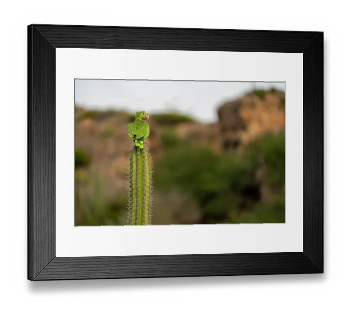 Framed Print : Yellow-shouldered amazon (Amazona barbadensis) perched on top of a cactus Framed Print : Yellow-shouldered amazon (Amazona barbadensis) perched on top of a cactus