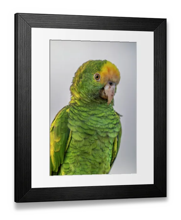 Framed Print : Yellow-shouldered amazon (Amazona barbadensis) portrait. One of 30 indviduals that has been intercepted from smugglers and raised in captivity to be released into the wild Framed Print : Yellow-shouldered amazon (Amazona barbadensis) portrait. One of 30 indviduals that has been intercepted from smugglers and raised in captivity to be released into the wild