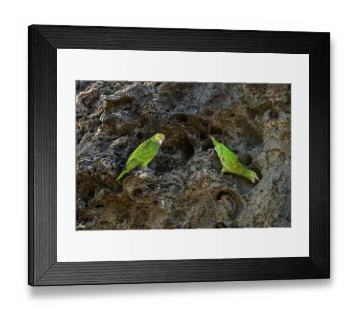 Framed Print : Two Yellow-shouldered amazons (Amazona barbadensis) Framed Print : Two Yellow-shouldered amazons (Amazona barbadensis)