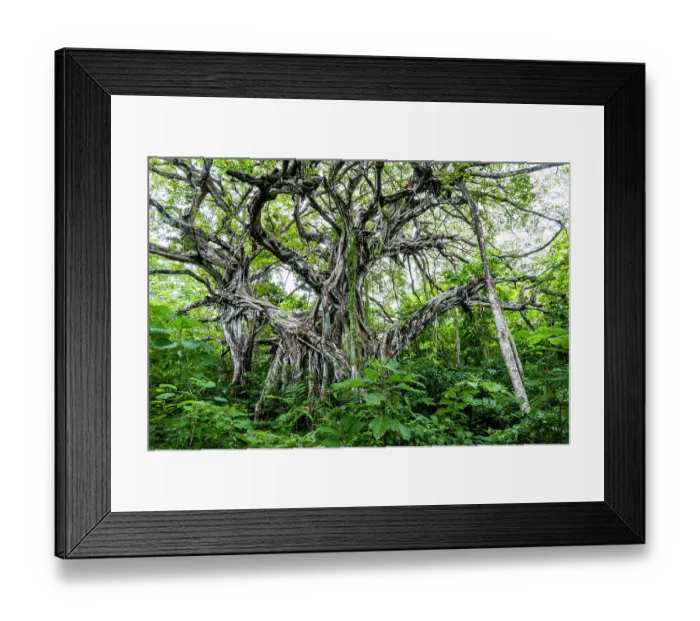 Framed Print : Strangler fig (Ficus aurea), Costa Rica Framed Print : Strangler fig (Ficus aurea), Costa Rica