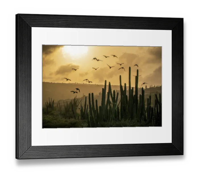 Framed Print : Yellow-shouldered amazons (Amazona barbadensis) flock in flight over cacti, gathering to roost sunset Framed Print : Yellow-shouldered amazons (Amazona barbadensis) flock in flight over cacti, gathering to roost sunset