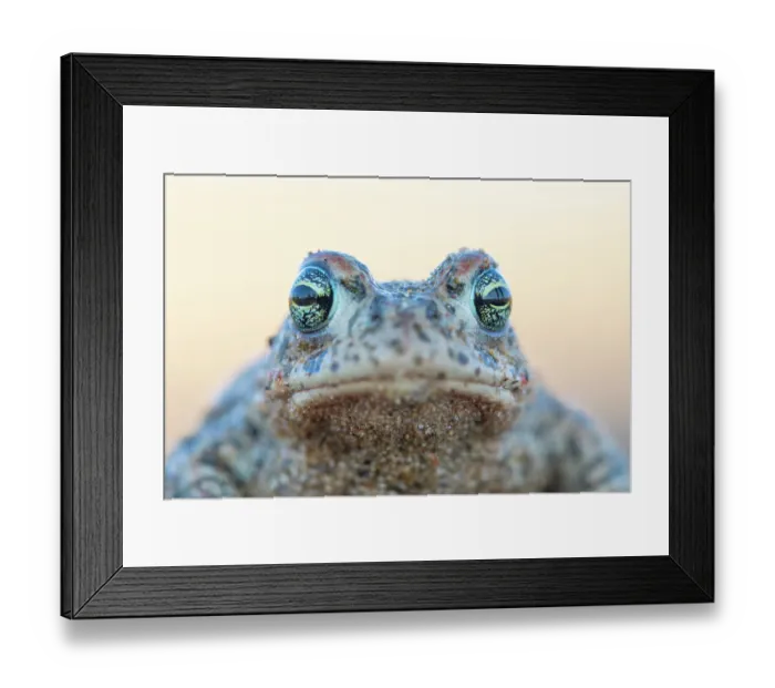 Framed Print : Natterjack toad (Epidalea calamita) head portrait, Millingerwaard, The Netherlands. April Framed Print : Natterjack toad (Epidalea calamita) head portrait, Millingerwaard, The Netherlands. April