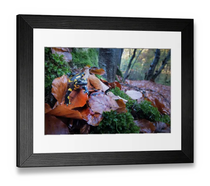 Framed Print : Fire salamander (Salamandra salamandra) among dried leaves in woodland, Hallerbos, Belgium. November Framed Print : Fire salamander (Salamandra salamandra) among dried leaves in woodland, Hallerbos, Belgium. November