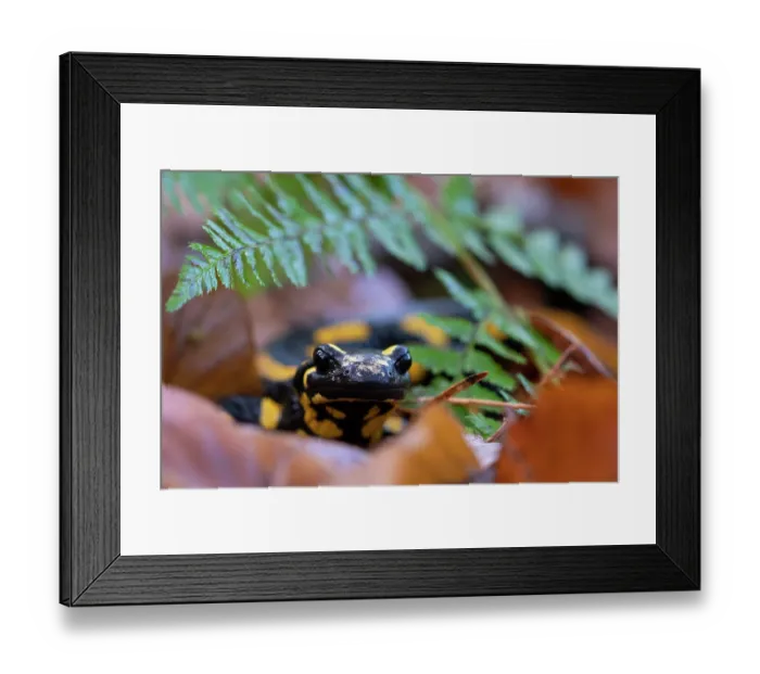 Framed Print : Fire salamander (Salamandra salamandra) among dried leaves, portrait, Hallerbos, Belgium. November Framed Print : Fire salamander (Salamandra salamandra) among dried leaves, portrait, Hallerbos, Belgium. November