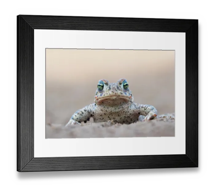 Framed Print : Natterjack toad (Epidalea calamita) portrait, Millingerwaard, The Netherlands. April Framed Print : Natterjack toad (Epidalea calamita) portrait, Millingerwaard, The Netherlands. April
