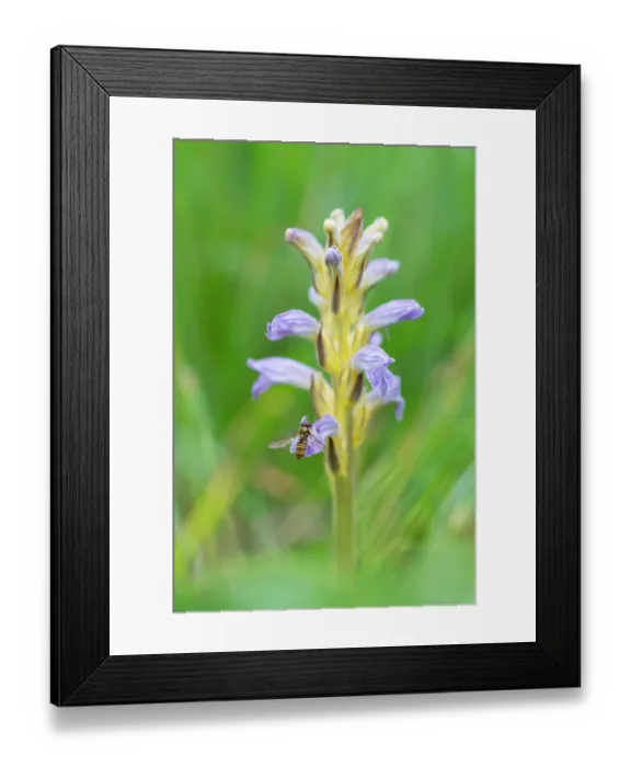 Framed Print : Yarrom broomrape (Orobanche purpurea) in flower, Nijmegen, The Netherlands. May Framed Print : Yarrom broomrape (Orobanche purpurea) in flower, Nijmegen, The Netherlands. May