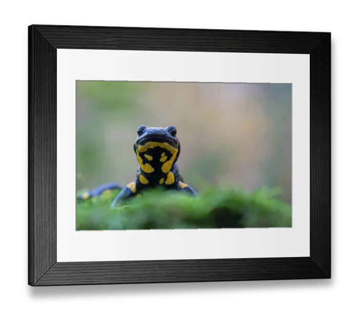Framed Print : Fire salamander (Salamandra salamandra) portrait, Hallerbos, Belgium. November Framed Print : Fire salamander (Salamandra salamandra) portrait, Hallerbos, Belgium. November