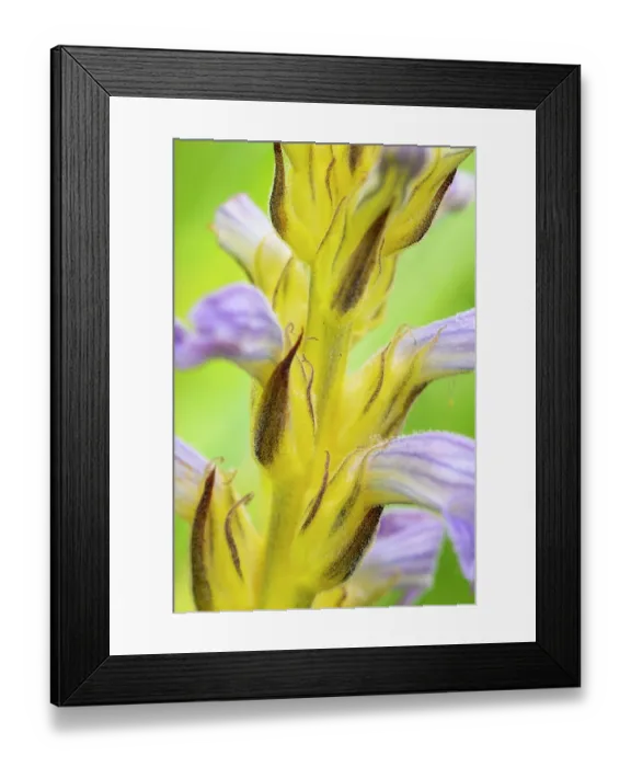 Framed Print : Yarrom broomrape (Orobanche purpurea) in flower, Nijmegen, The Netherlands. May Framed Print : Yarrom broomrape (Orobanche purpurea) in flower, Nijmegen, The Netherlands. May
