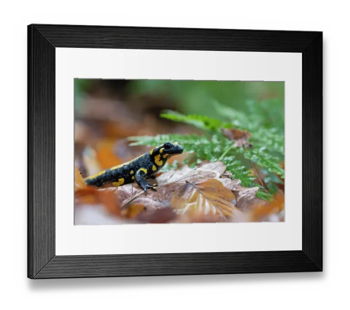 Framed Print : Fire salamander (Salamandra salamandra) in woodland, portrait, Hallerbos, Belgium. November Framed Print : Fire salamander (Salamandra salamandra) in woodland, portrait, Hallerbos, Belgium. November