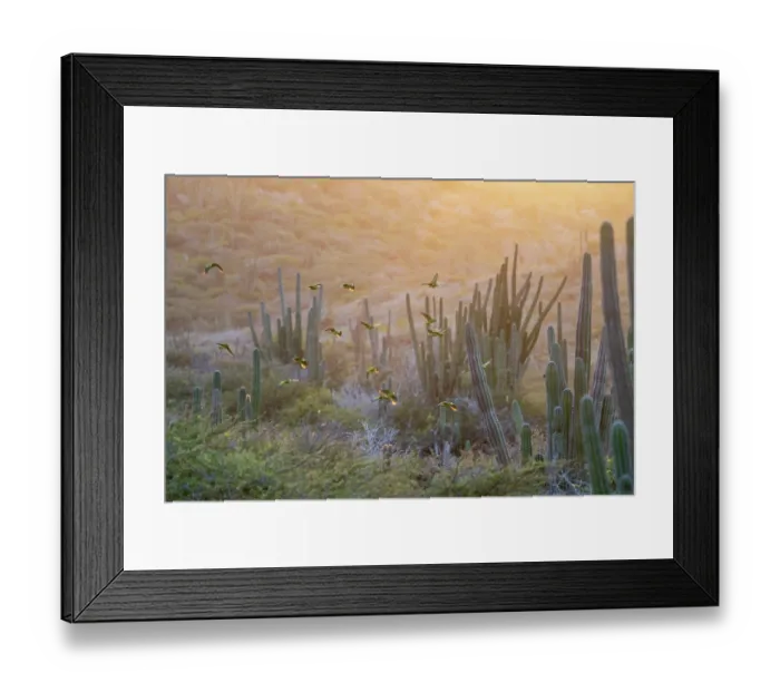 Framed Print : Yellow-shouldered amazons (Amazona barbadensis) gathering to roost at sunset. These indviduals have been reintroduced into the wild after being confiscated from smugglers Framed Print : Yellow-shouldered amazons (Amazona barbadensis) gathering to roost at sunset. These indviduals have been reintroduced into the wild after being confiscated from smugglers