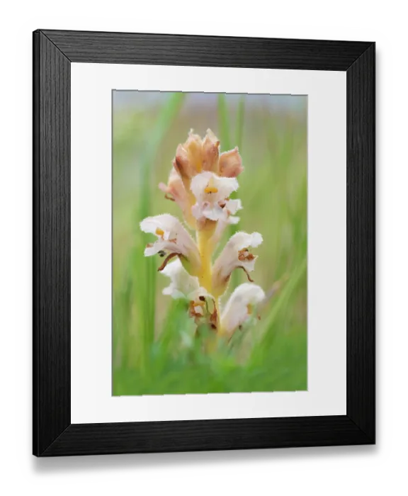 Framed Print : Yellow broomrape (Orobanche lutea) in flower, Nijmegen, The Netherlands. May Framed Print : Yellow broomrape (Orobanche lutea) in flower, Nijmegen, The Netherlands. May