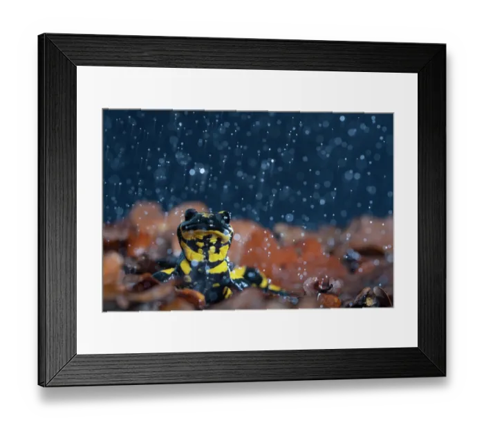 Framed Print : Fire salamander (Salamandra salamandra) in rain, portrait, Hallerbos, Belgium. November Framed Print : Fire salamander (Salamandra salamandra) in rain, portrait, Hallerbos, Belgium. November