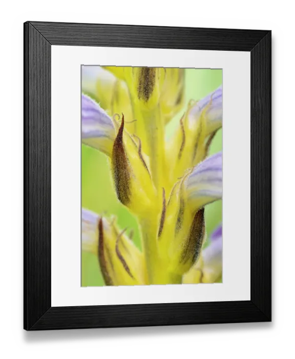 Framed Print : Yarrom broomrape (Orobanche purpurea) in flower, Nijmegen, The Netherlands. May Framed Print : Yarrom broomrape (Orobanche purpurea) in flower, Nijmegen, The Netherlands. May
