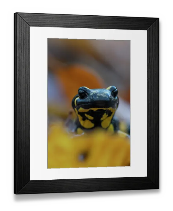 Framed Print : Fire salamander (Salamandra salamandra) head portrait, Hallerbos, Belgium. November Framed Print : Fire salamander (Salamandra salamandra) head portrait, Hallerbos, Belgium. November